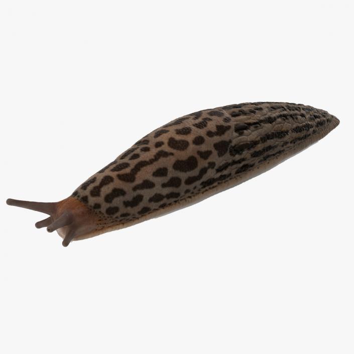 3D Great Slug Rigged for Modo