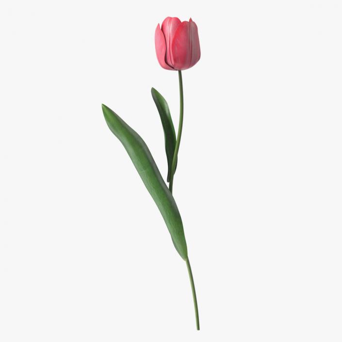 Pink Tulip Flower 3D