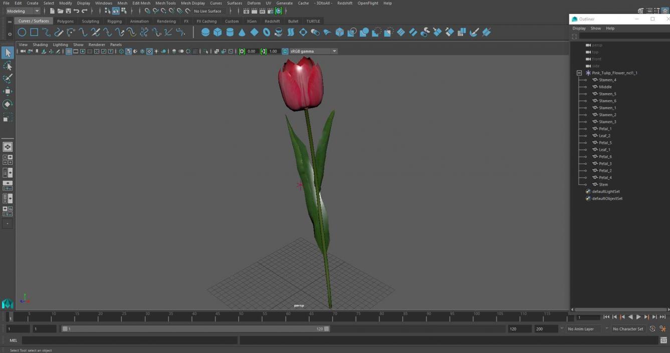 Pink Tulip Flower 3D