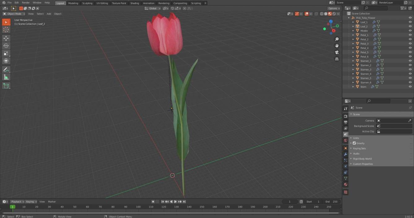 Pink Tulip Flower 3D