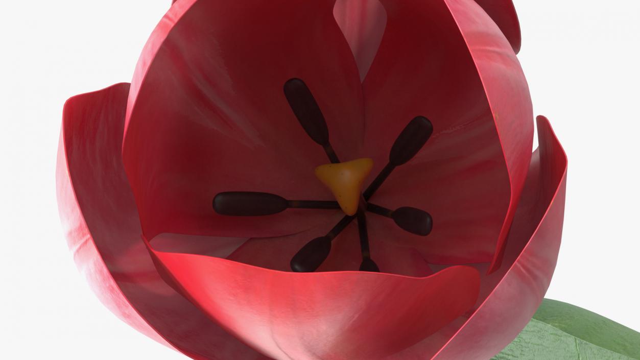 Pink Tulip Flower 3D