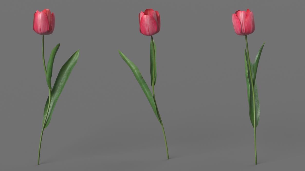 Pink Tulip Flower 3D