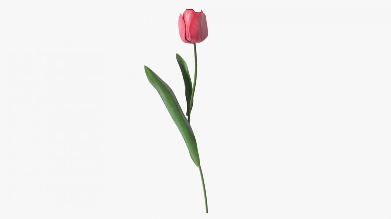 Pink Tulip Flower 3D