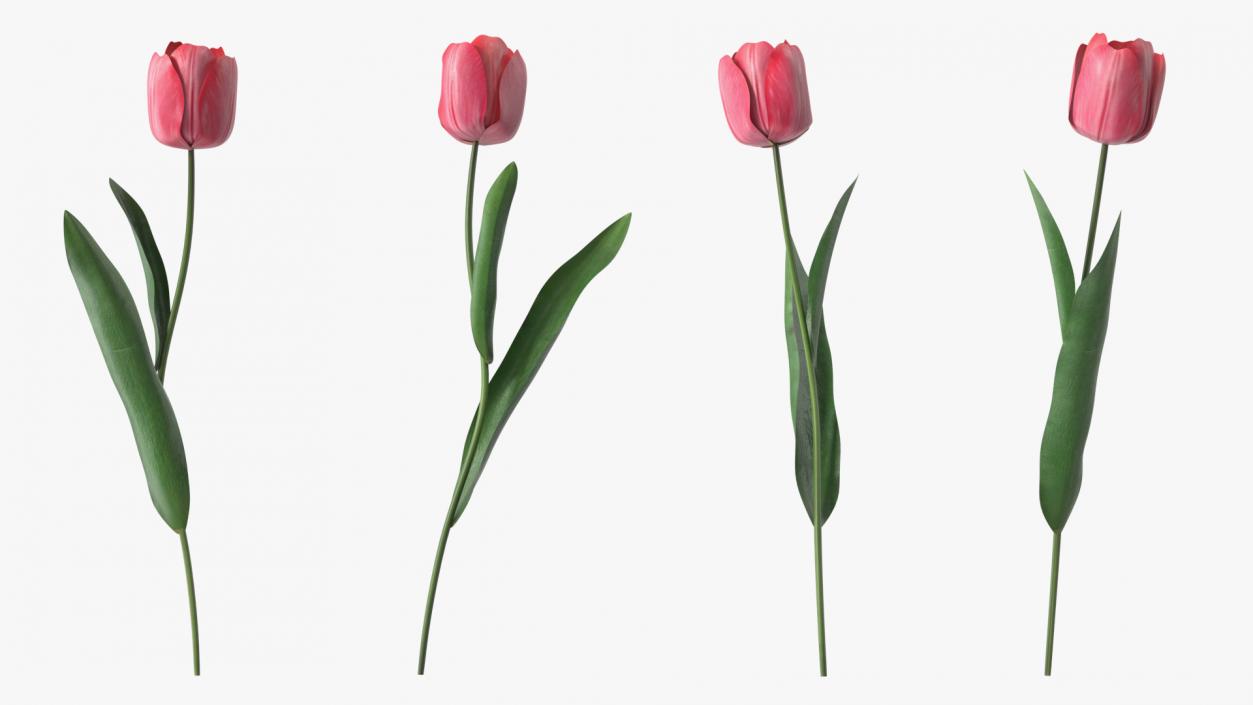 Pink Tulip Flower 3D