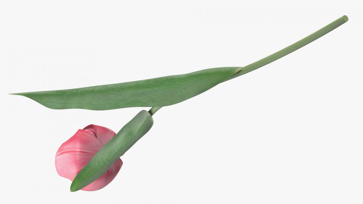 Pink Tulip Flower 3D