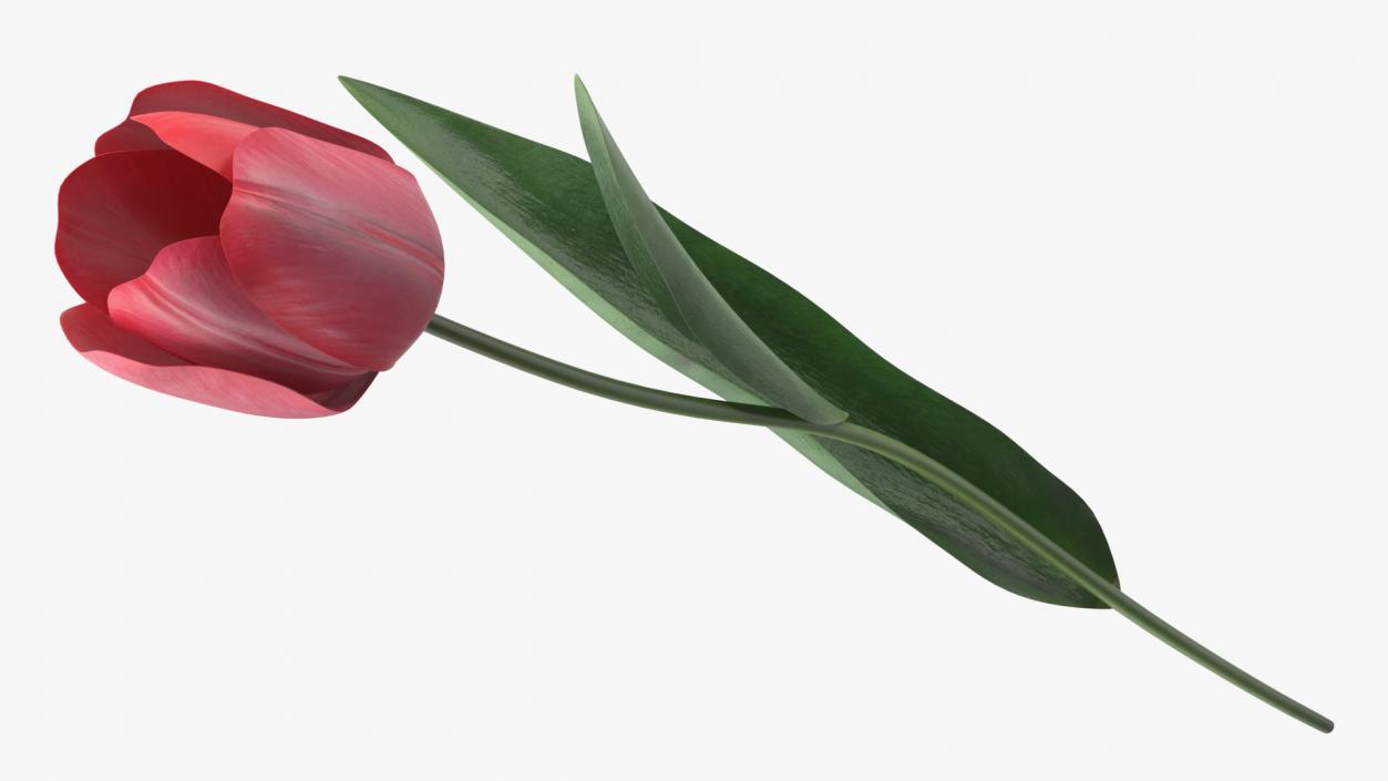 Pink Tulip Flower 3D