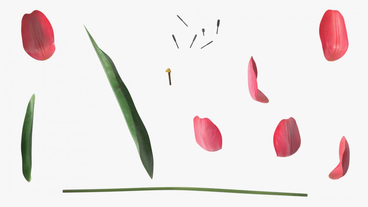 Pink Tulip Flower 3D