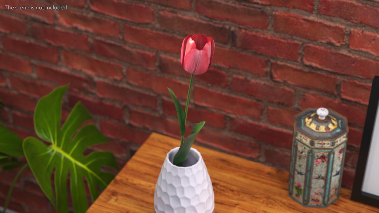 Pink Tulip Flower 3D