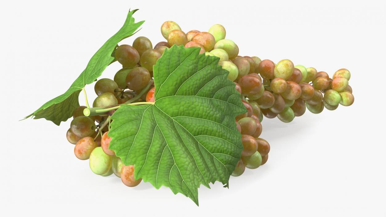 Sultana Pink Grape Cluster Lying 3D