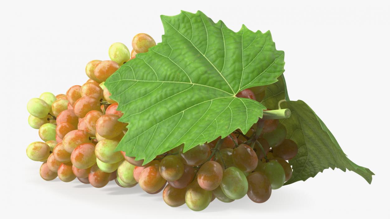 Sultana Pink Grape Cluster Lying 3D