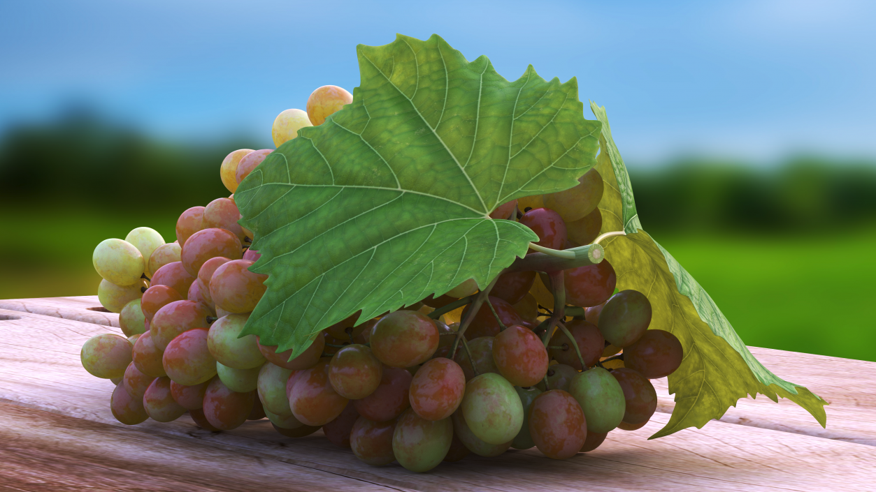 Sultana Pink Grape Cluster Lying 3D