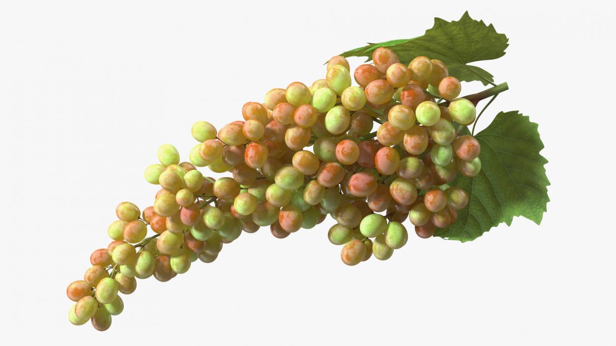 Sultana Pink Grape Cluster Lying 3D