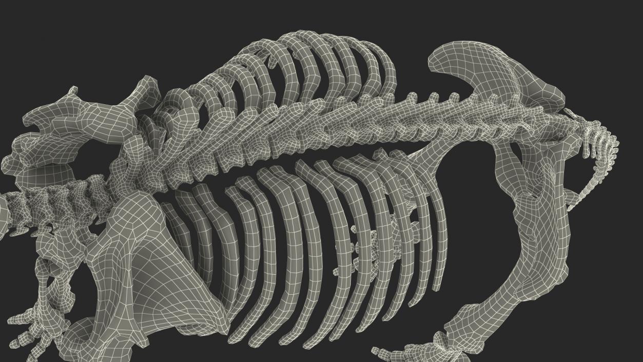 3D Mammoth Skeleton Old Bones Rigged model