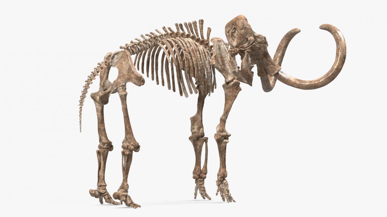 3D Mammoth Skeleton Old Bones Rigged model