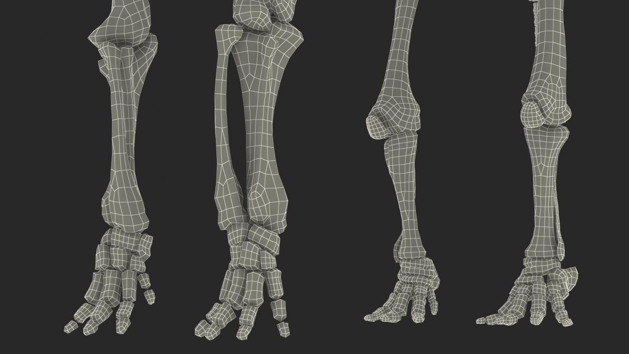 3D Mammoth Skeleton Old Bones Rigged model