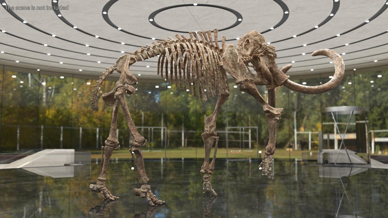 3D Mammoth Skeleton Old Bones Rigged model