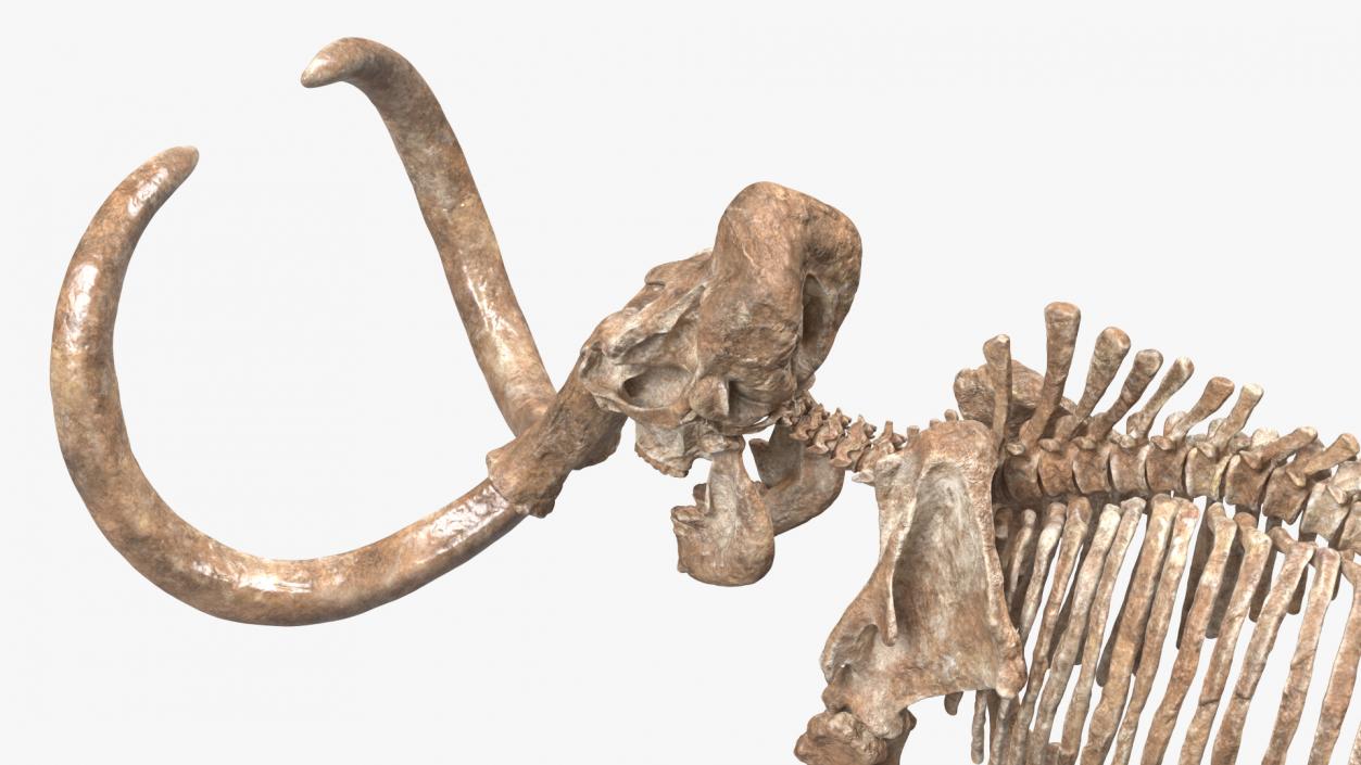 3D Mammoth Skeleton Old Bones Rigged model