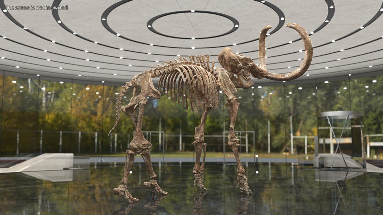 3D Mammoth Skeleton Old Bones Rigged model