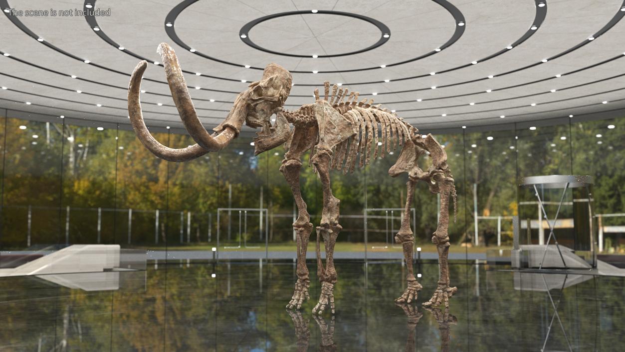 3D Mammoth Skeleton Old Bones Rigged model