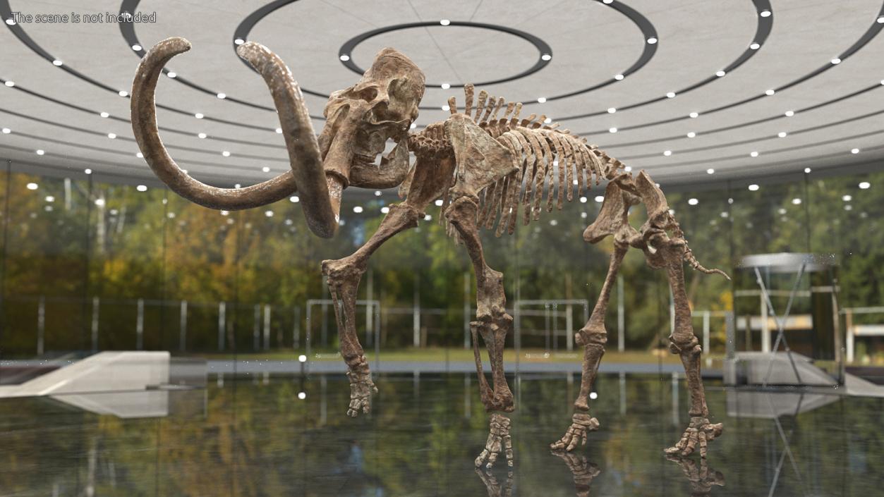 3D Mammoth Skeleton Old Bones Rigged model