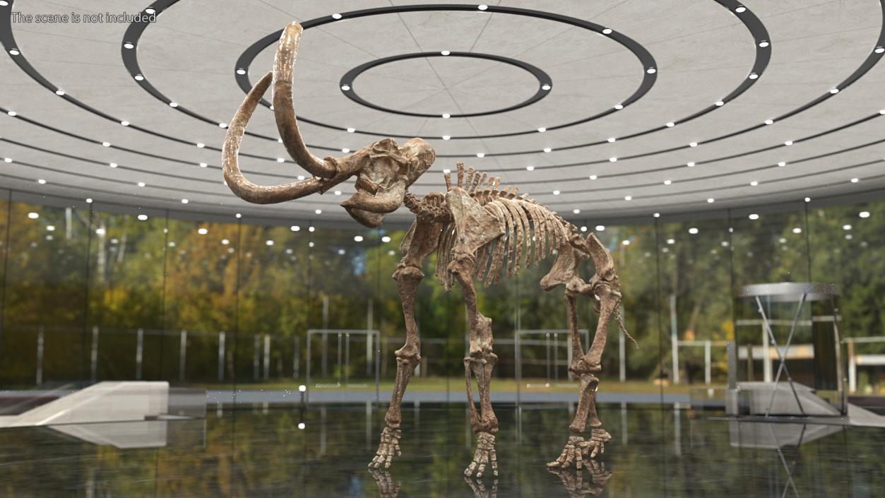 3D Mammoth Skeleton Old Bones Rigged model