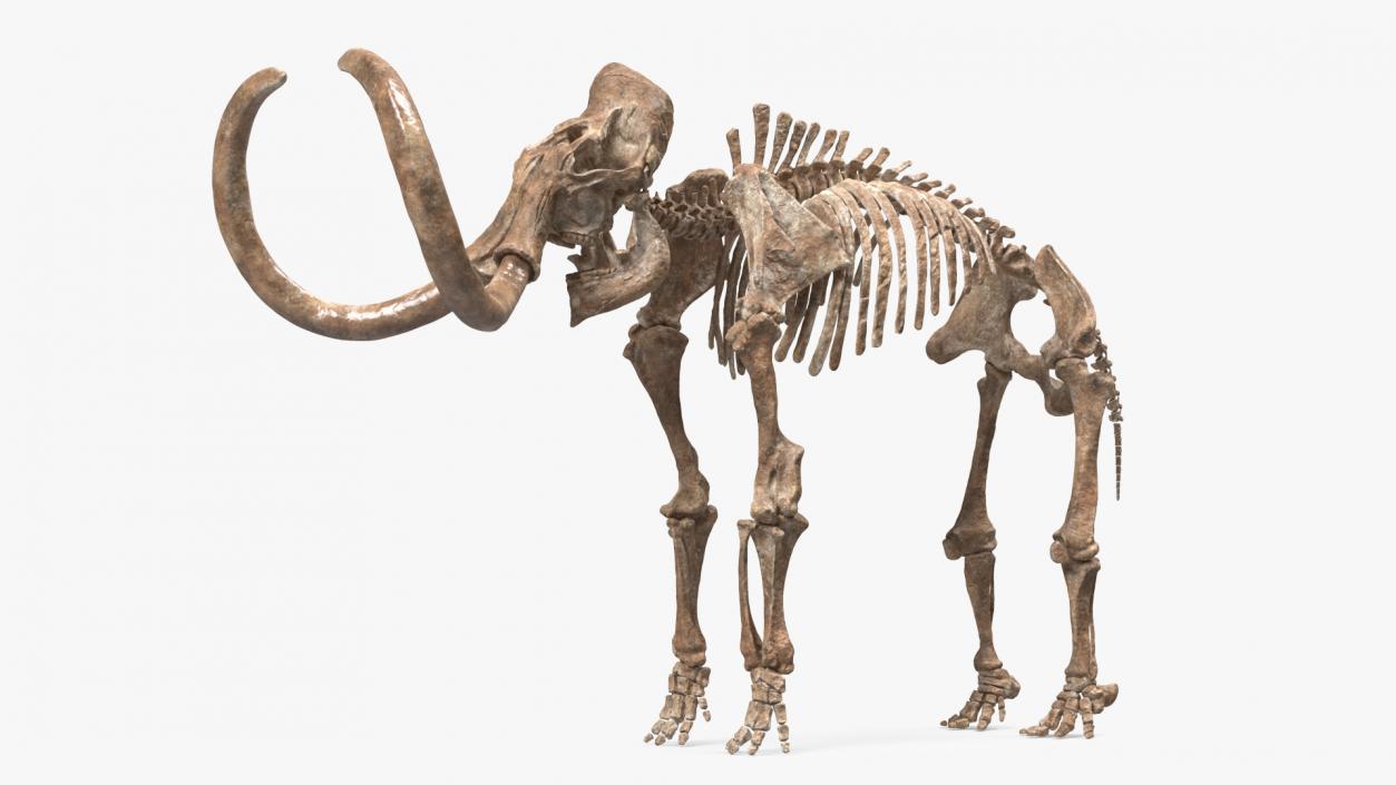 3D Mammoth Skeleton Old Bones Rigged model