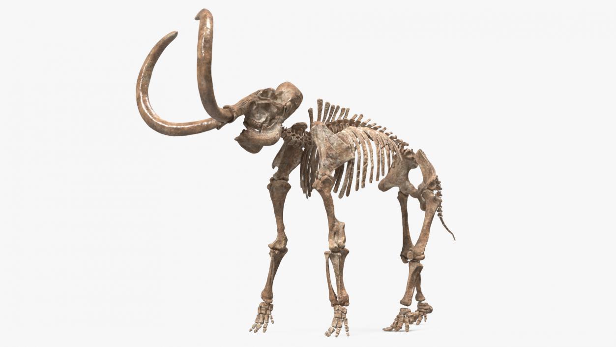 3D Mammoth Skeleton Old Bones Rigged model