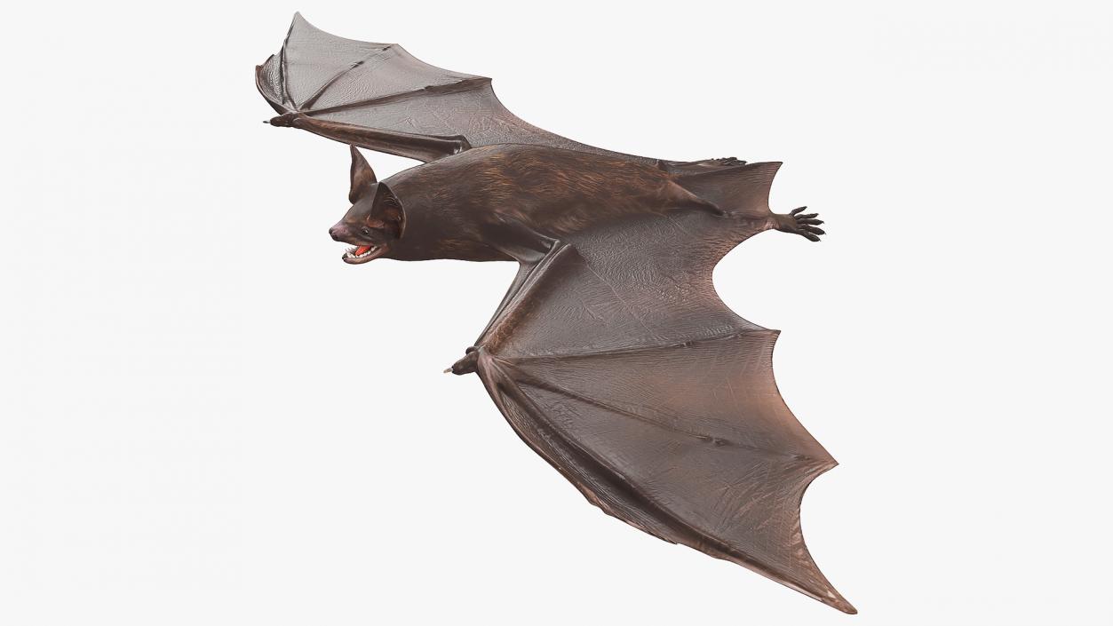 Black Bat 3D model