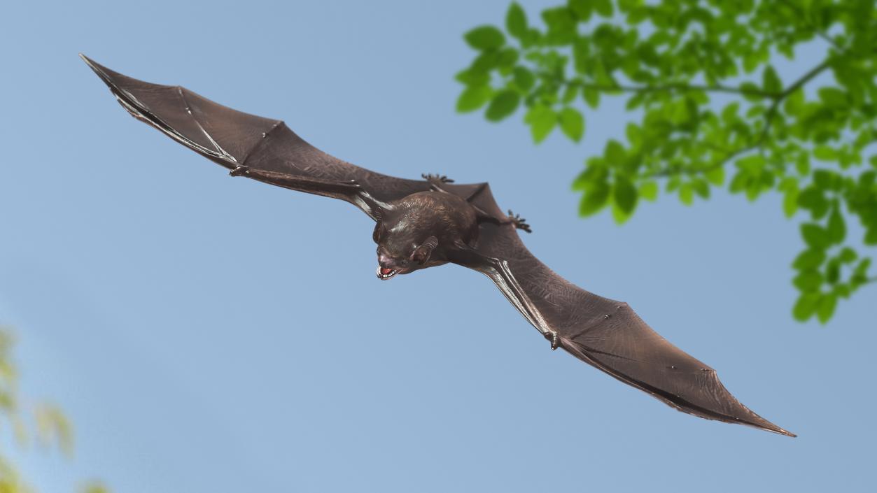 Black Bat 3D model