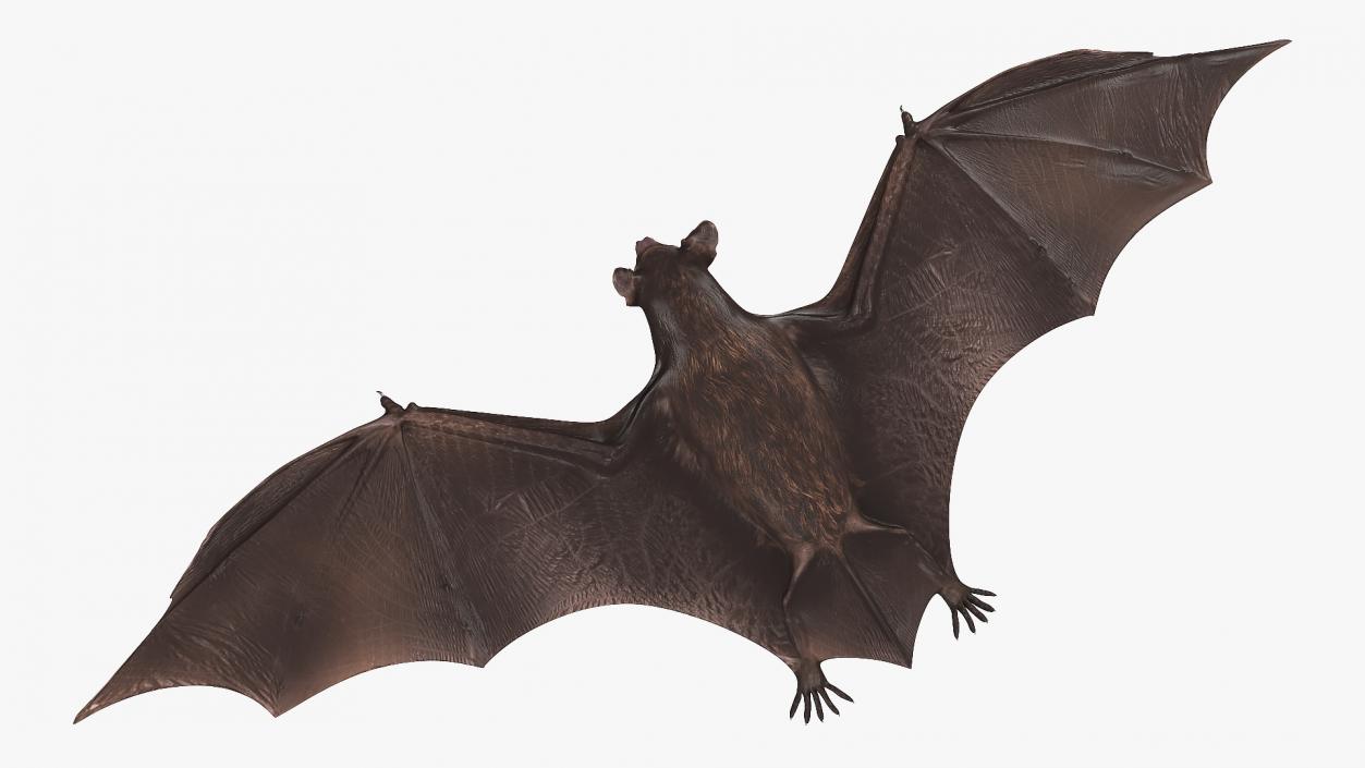 Black Bat 3D model