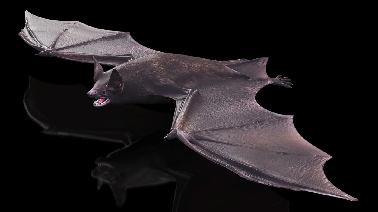 Black Bat 3D model