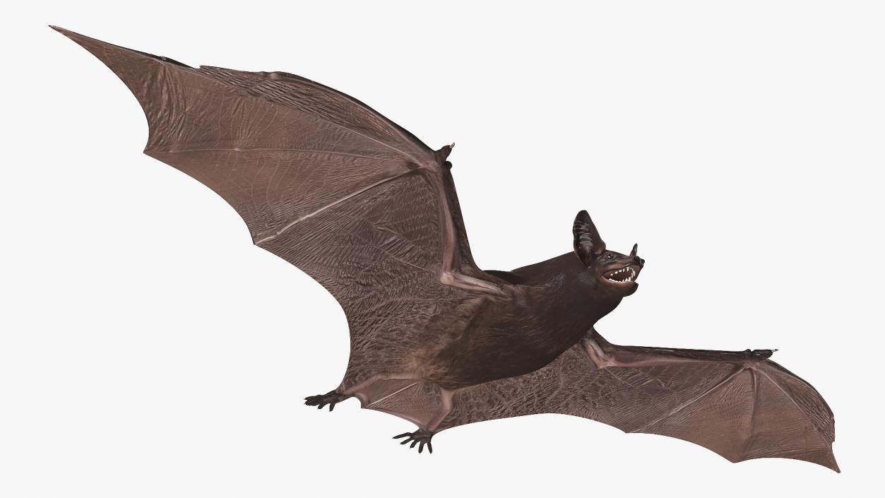 Black Bat 3D model