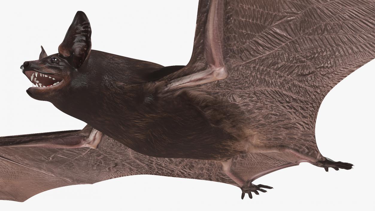 Black Bat 3D model