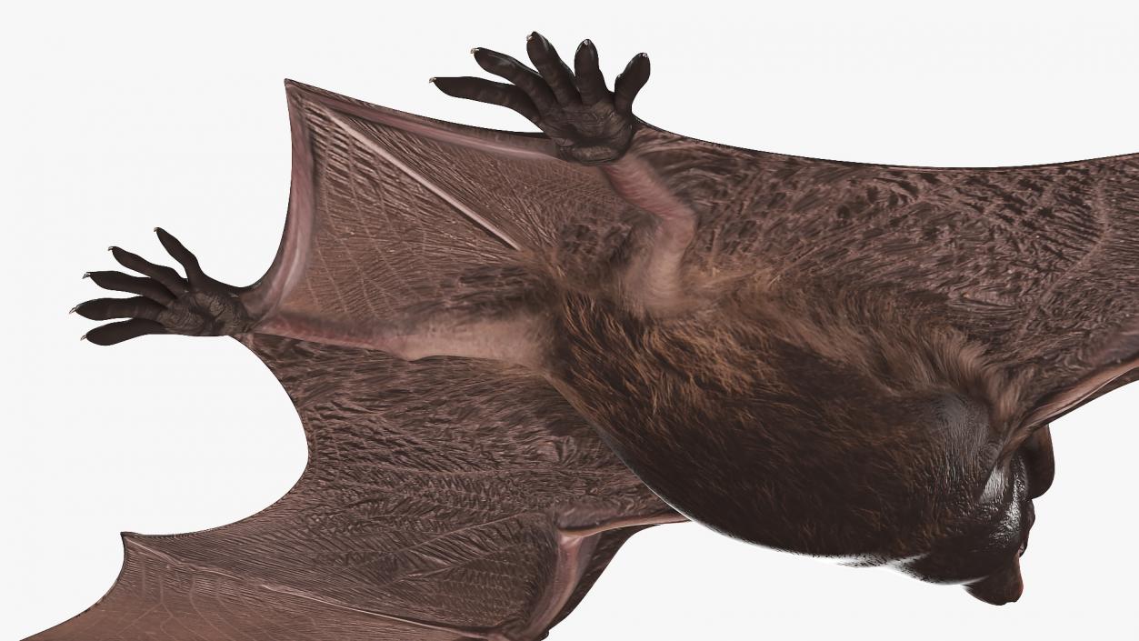 Black Bat 3D model