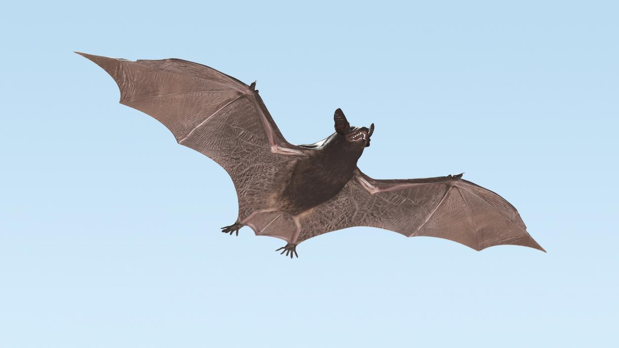 Black Bat 3D model