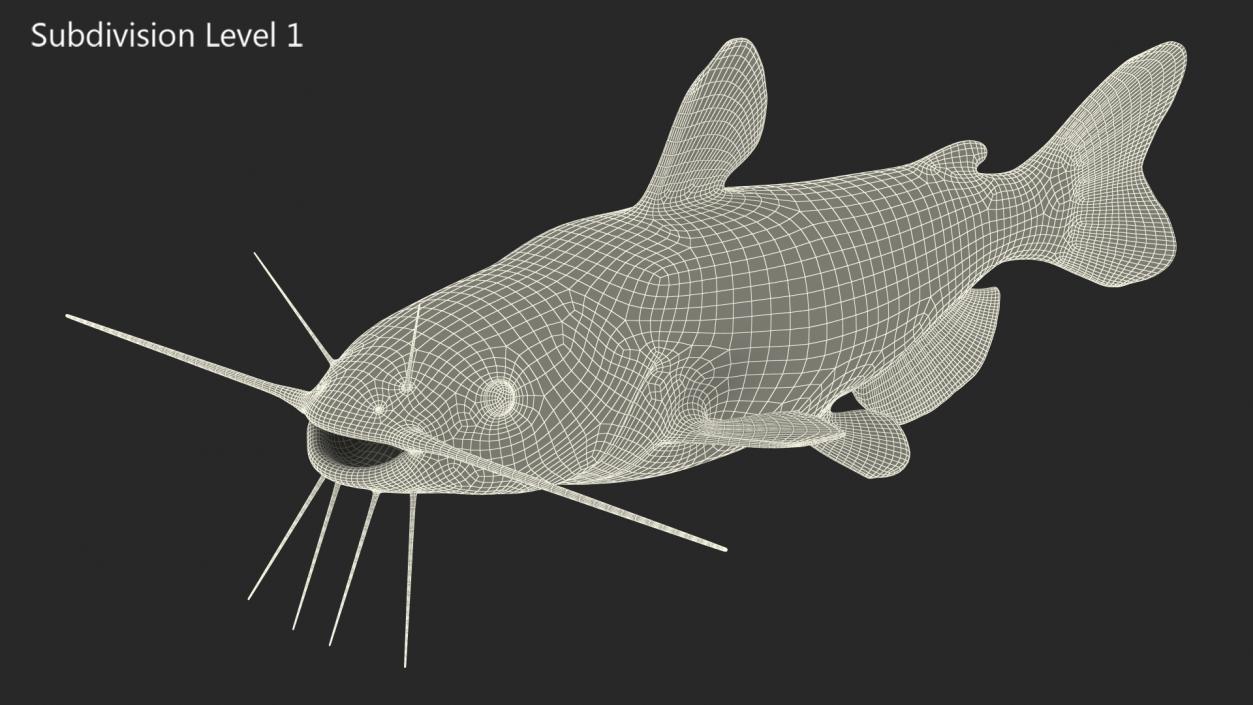 Channel Catfish Ictalurus Punctatus Rigged 3D