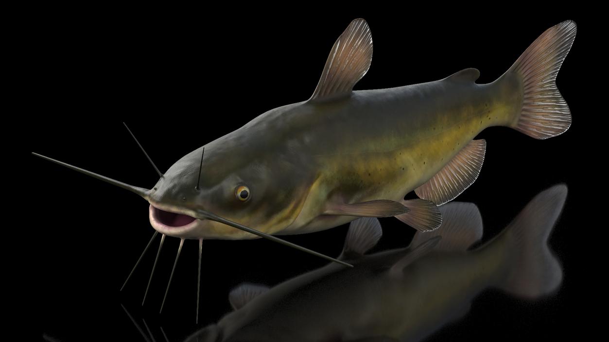 Channel Catfish Ictalurus Punctatus Rigged 3D