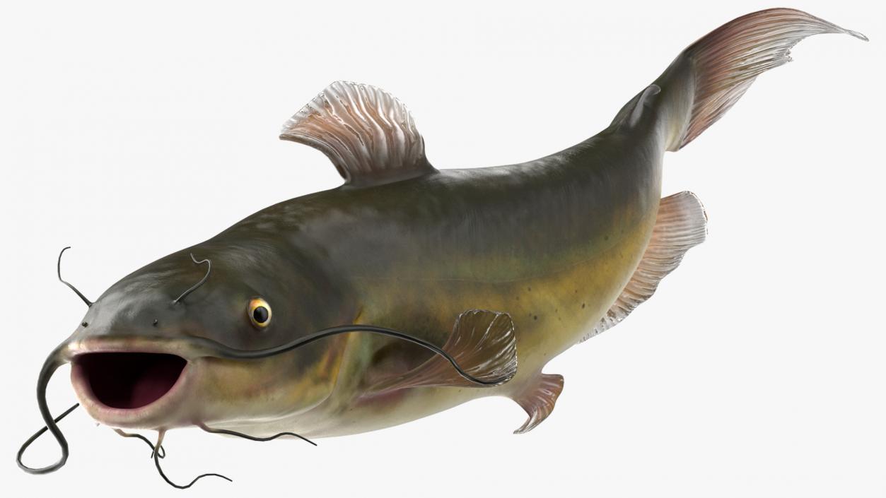 Channel Catfish Ictalurus Punctatus Rigged 3D