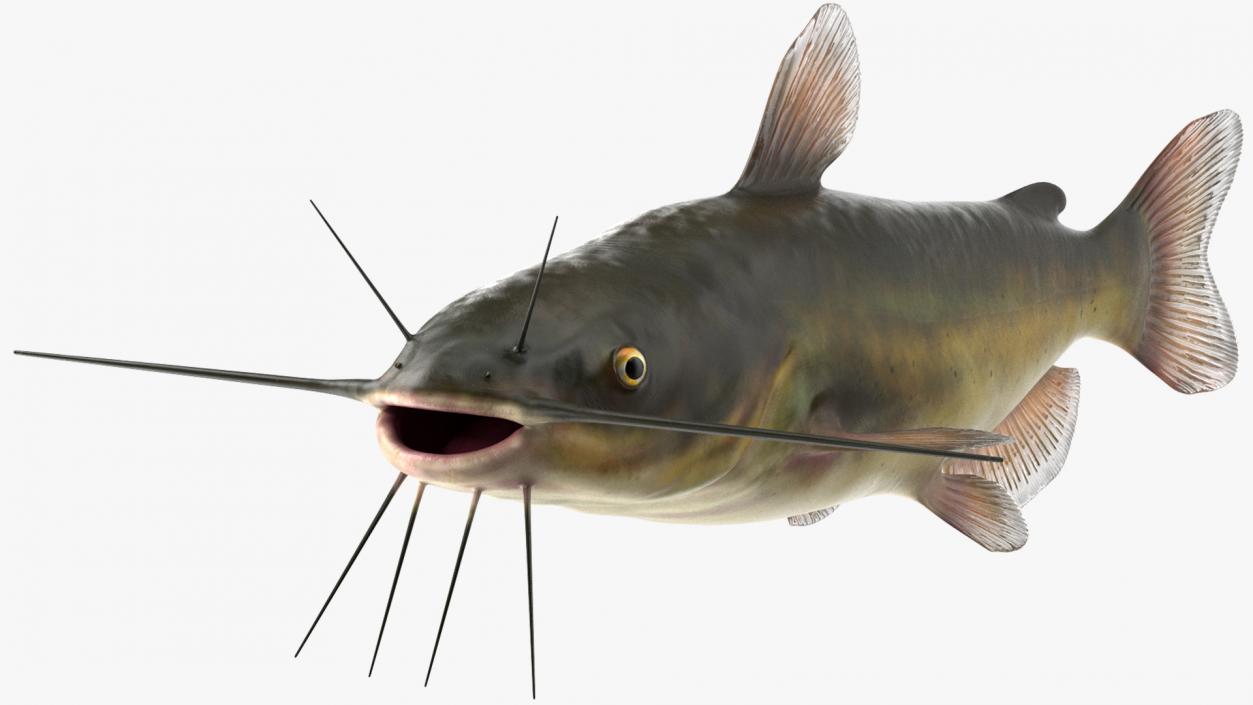 Channel Catfish Ictalurus Punctatus Rigged 3D