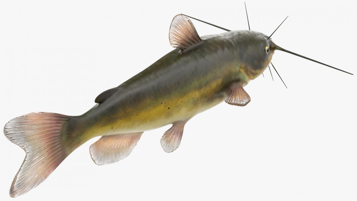 Channel Catfish Ictalurus Punctatus Rigged 3D