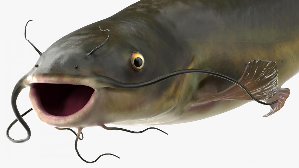 Channel Catfish Ictalurus Punctatus Rigged 3D