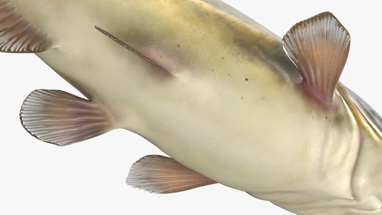 Channel Catfish Ictalurus Punctatus Rigged 3D