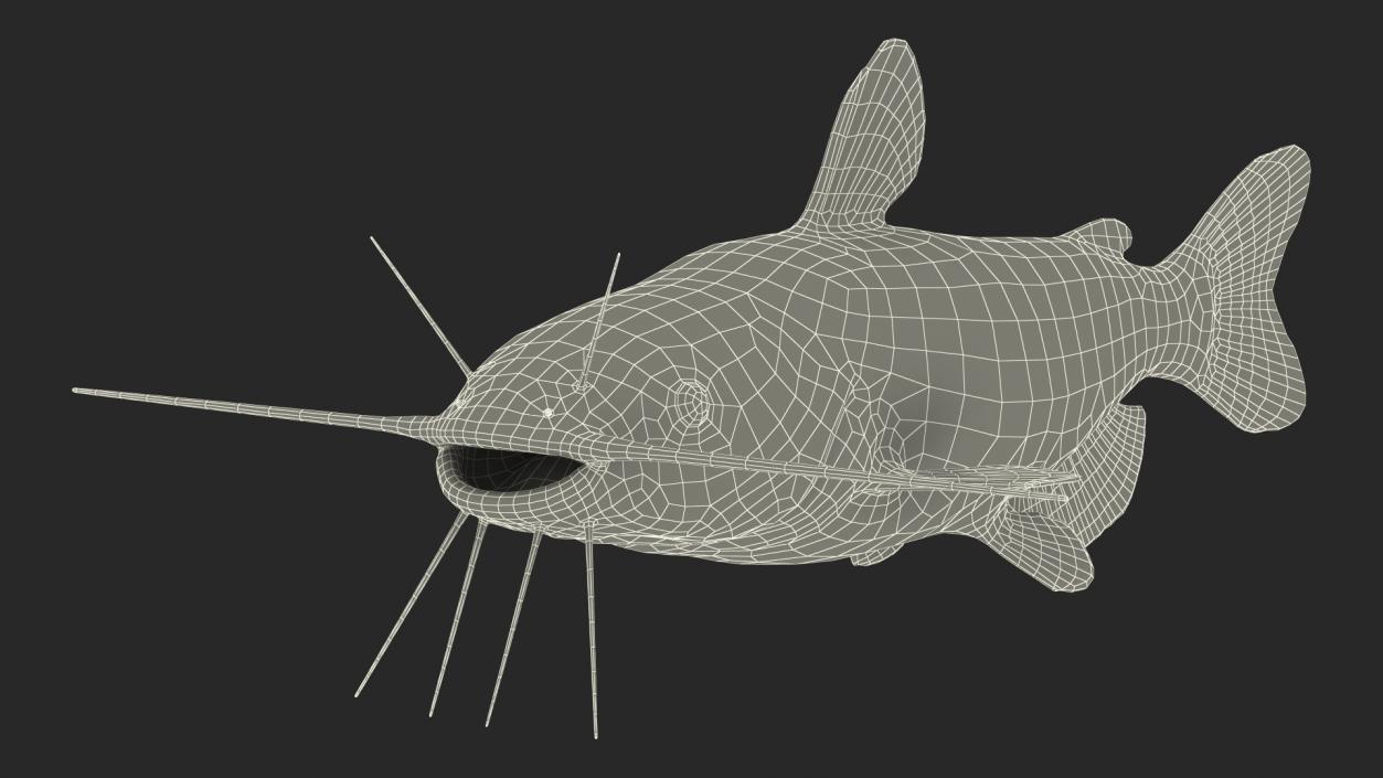 Channel Catfish Ictalurus Punctatus Rigged 3D