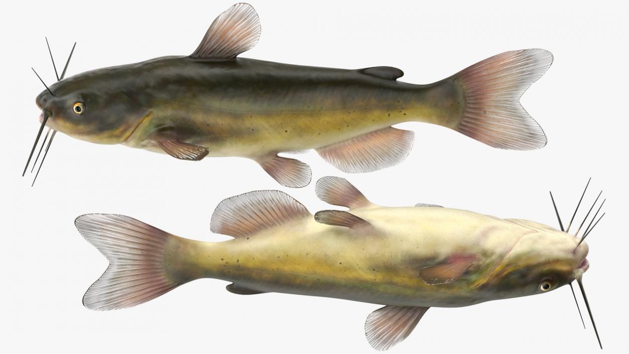 Channel Catfish Ictalurus Punctatus Rigged 3D