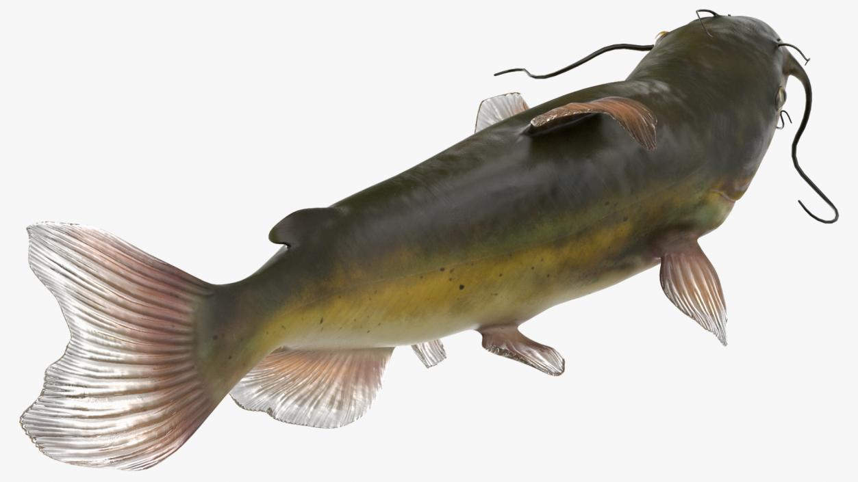 Channel Catfish Ictalurus Punctatus Rigged 3D