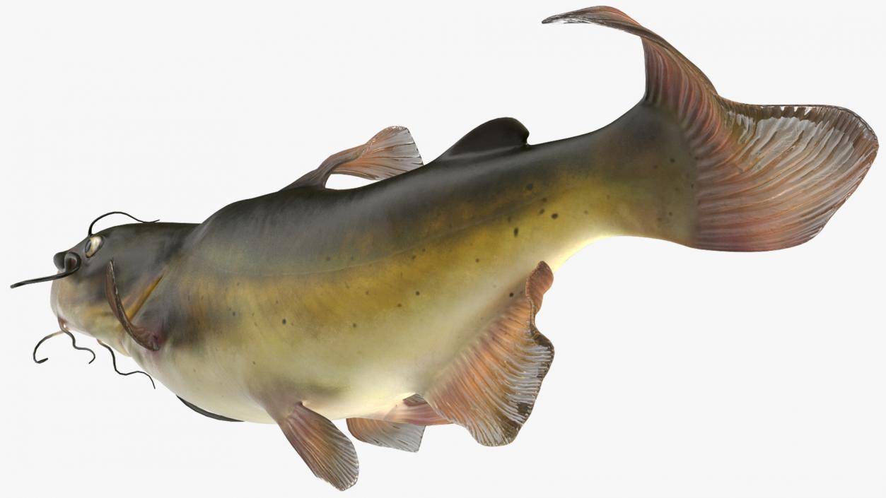 Channel Catfish Ictalurus Punctatus Rigged 3D