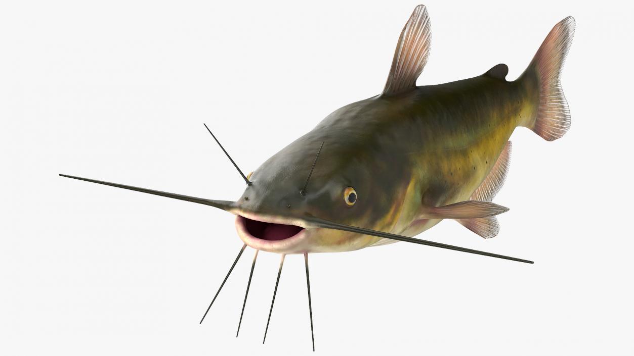 Channel Catfish Ictalurus Punctatus Rigged 3D