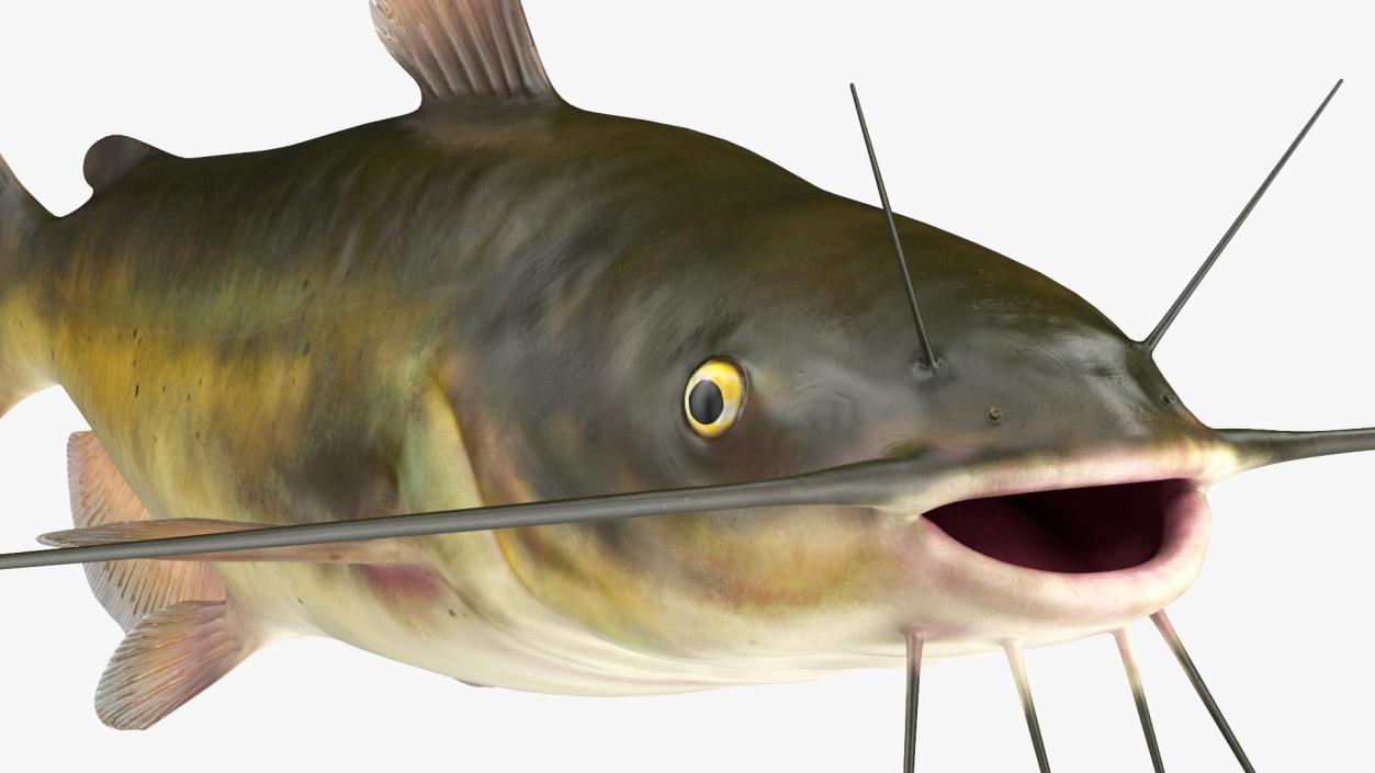 Channel Catfish Ictalurus Punctatus Rigged 3D