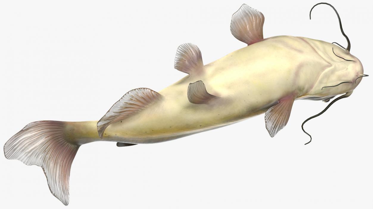 Channel Catfish Ictalurus Punctatus Rigged 3D