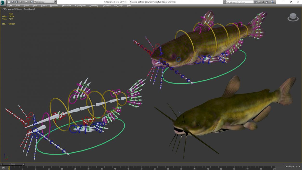 Channel Catfish Ictalurus Punctatus Rigged 3D